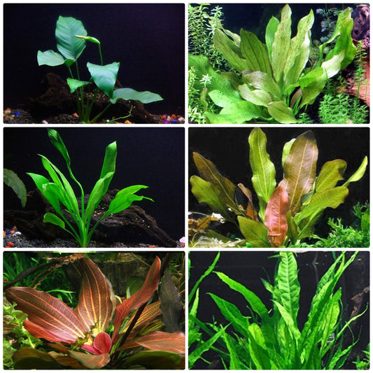 Rooted Freshwater Aquarium Plant Bundle